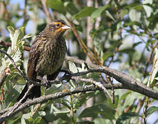 Red-winged Blackbird