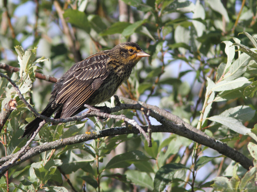 Red-winged Blackbird female, identification