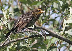 Red-winged Blackbird