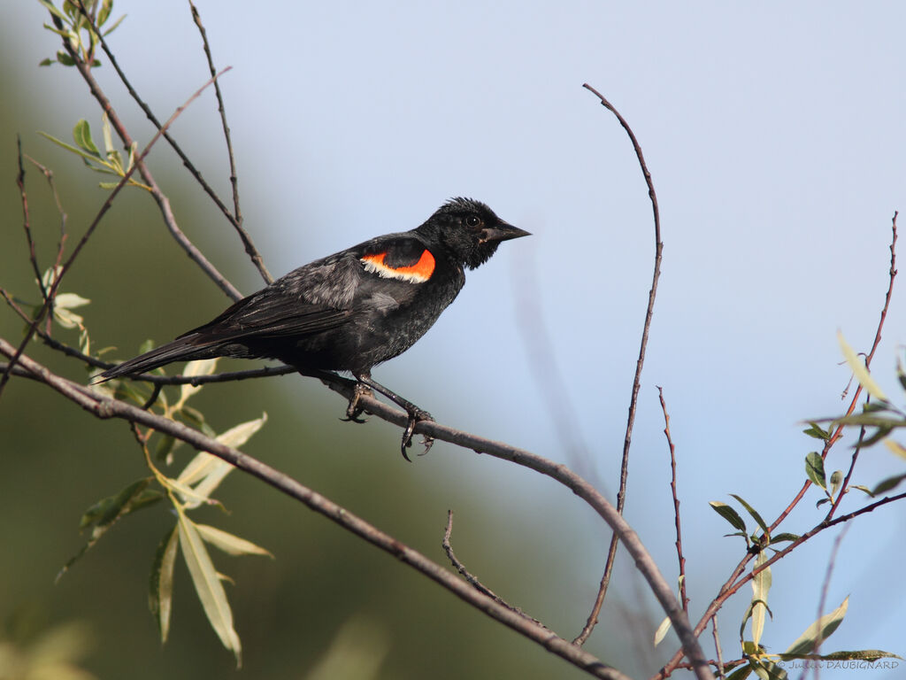 Red-winged Blackbird male, identification