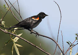 Red-winged Blackbird