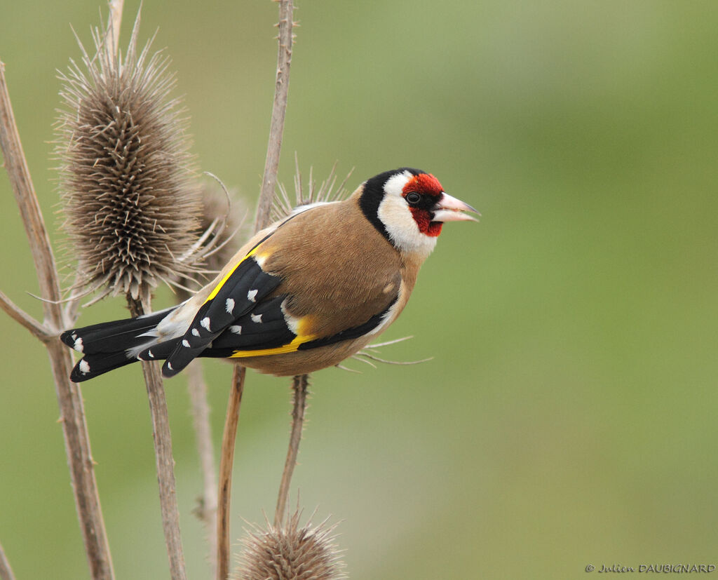 European Goldfinch, identification