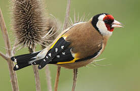 European Goldfinch