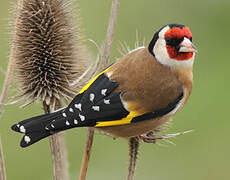 European Goldfinch