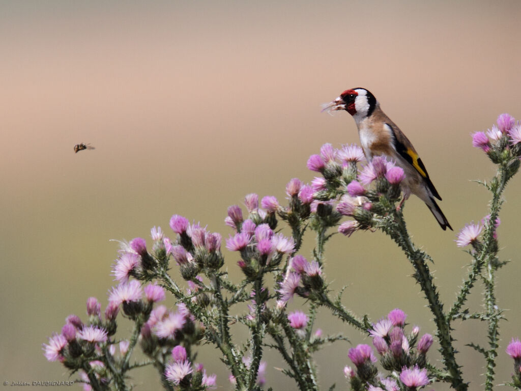 European Goldfinchadult, identification, eats