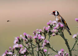 European Goldfinch