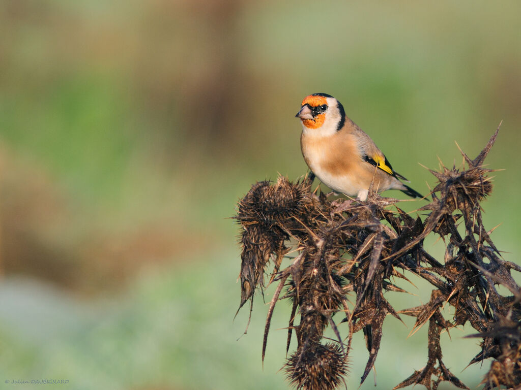 European Goldfinch, identification