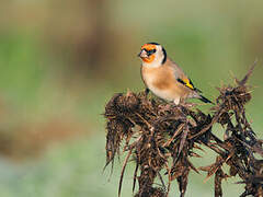 European Goldfinch