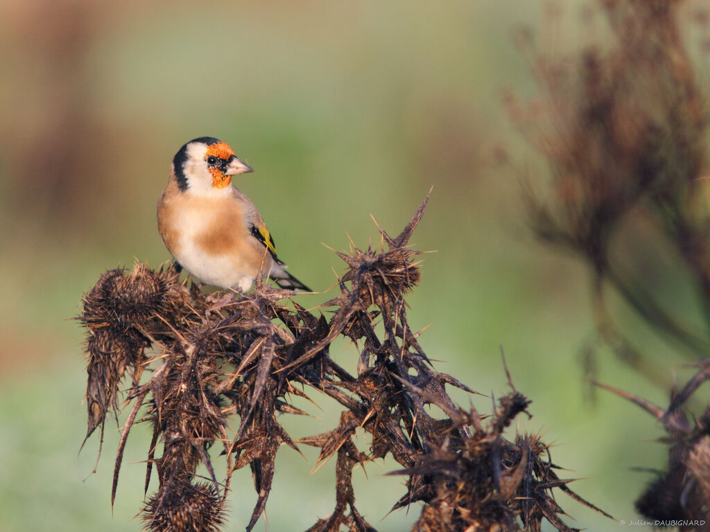 European Goldfinch, identification