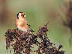 European Goldfinch