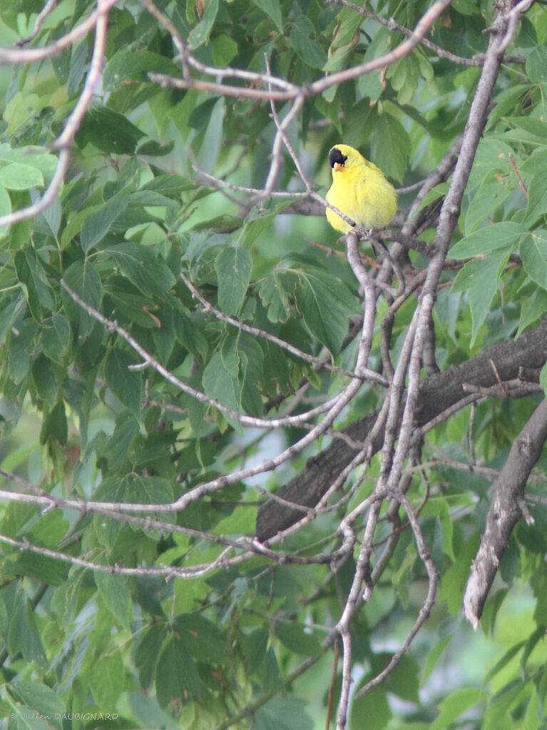 Chardonneret jaune, identification