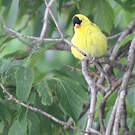 Chardonneret jaune