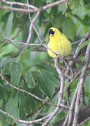 American Goldfinch