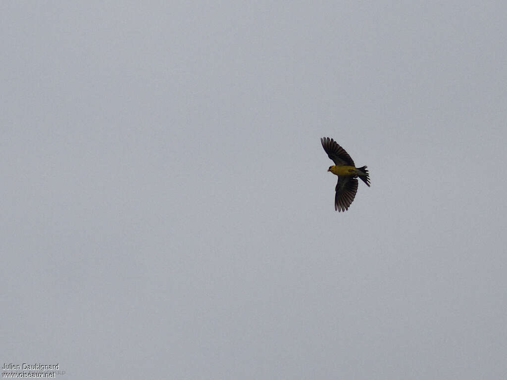 Chardonneret jaune, Vol