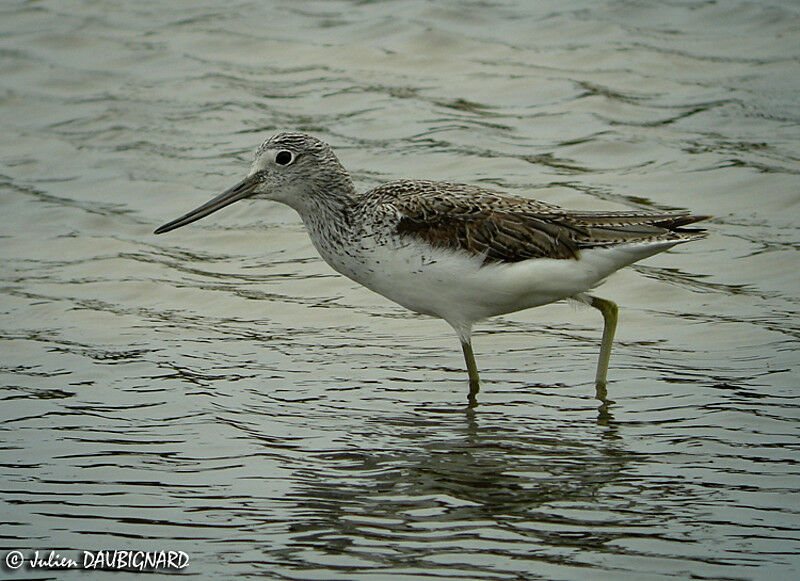 Common Greenshank