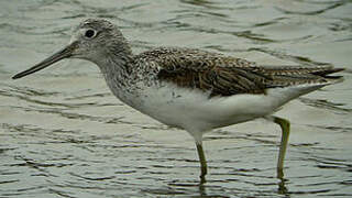 Common Greenshank