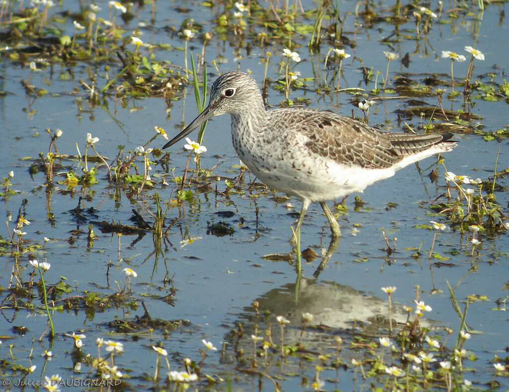 Common Greenshank, identification