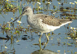 Common Greenshank