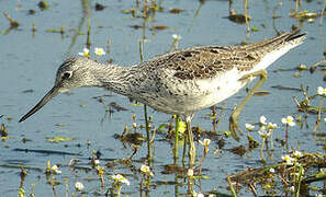 Common Greenshank