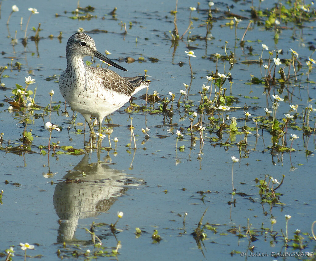 Common Greenshank, identification