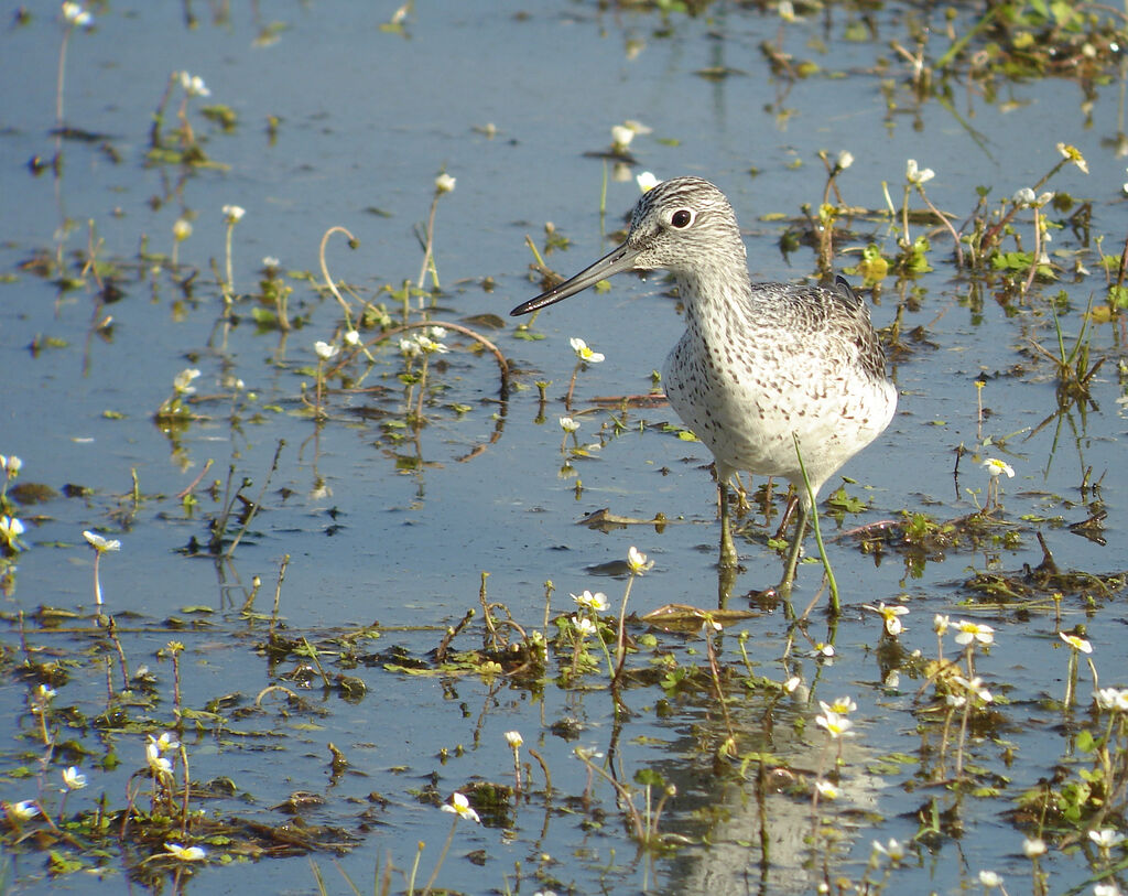 Common Greenshank, identification