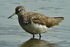 Green Sandpiper