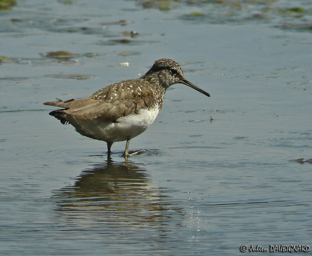 Green Sandpiper, identification