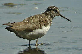 Green Sandpiper