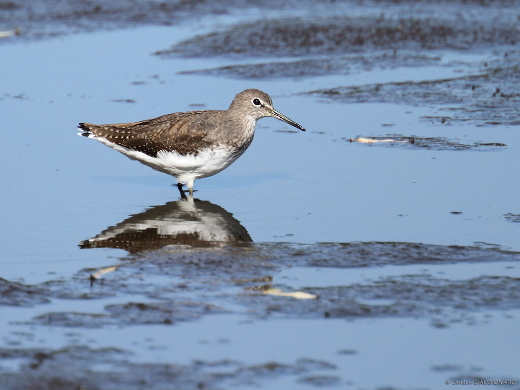 Green Sandpiper, identification