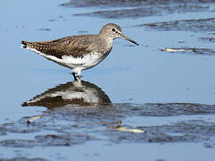 Green Sandpiper