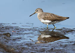 Green Sandpiper