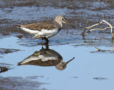 Green Sandpiper