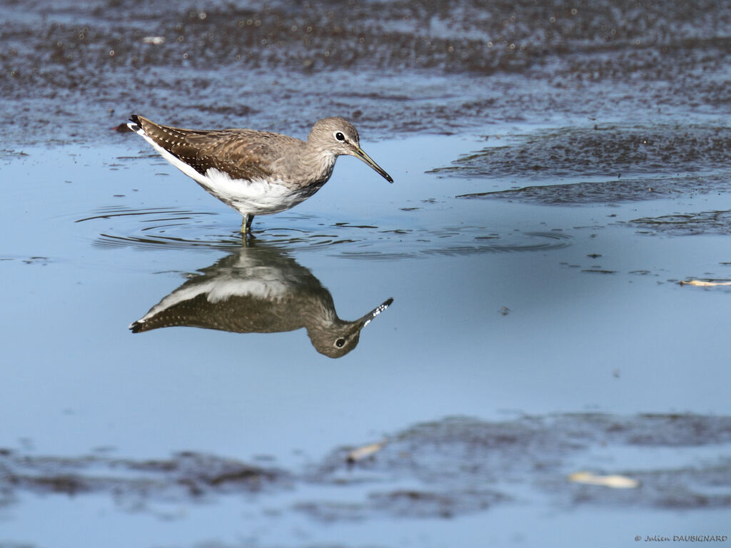 Green Sandpiper, identification