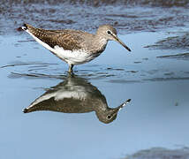 Green Sandpiper