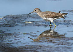 Green Sandpiper