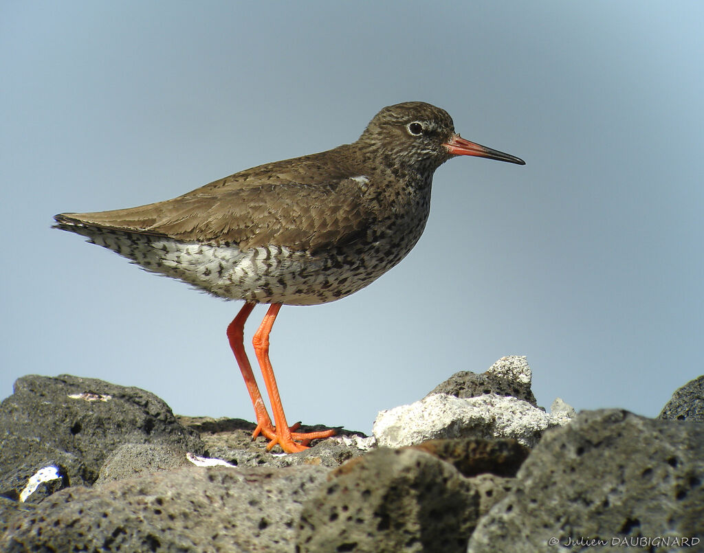 Chevalier gambette d'Islande, identification