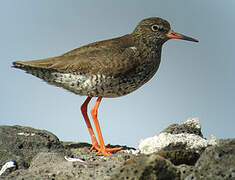 Common Redshank (robusta)