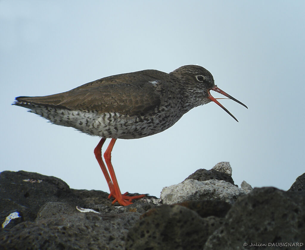 Chevalier gambette d'Islande, identification