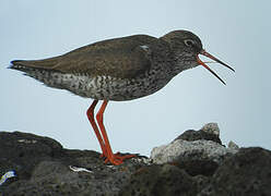 Common Redshank (robusta)