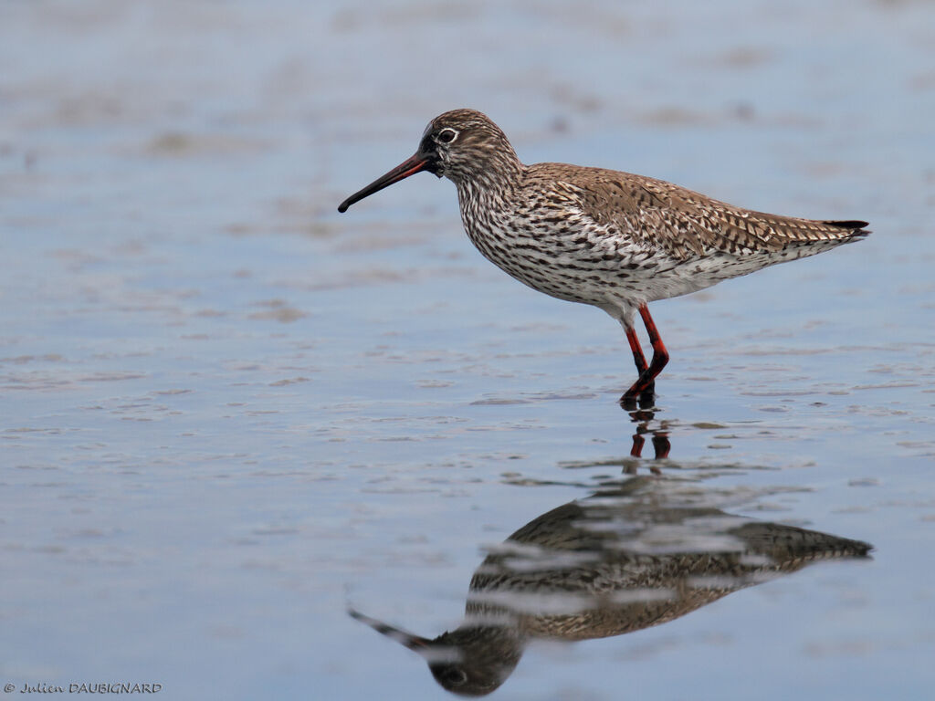 Common Redshank, identification