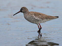 Common Redshank