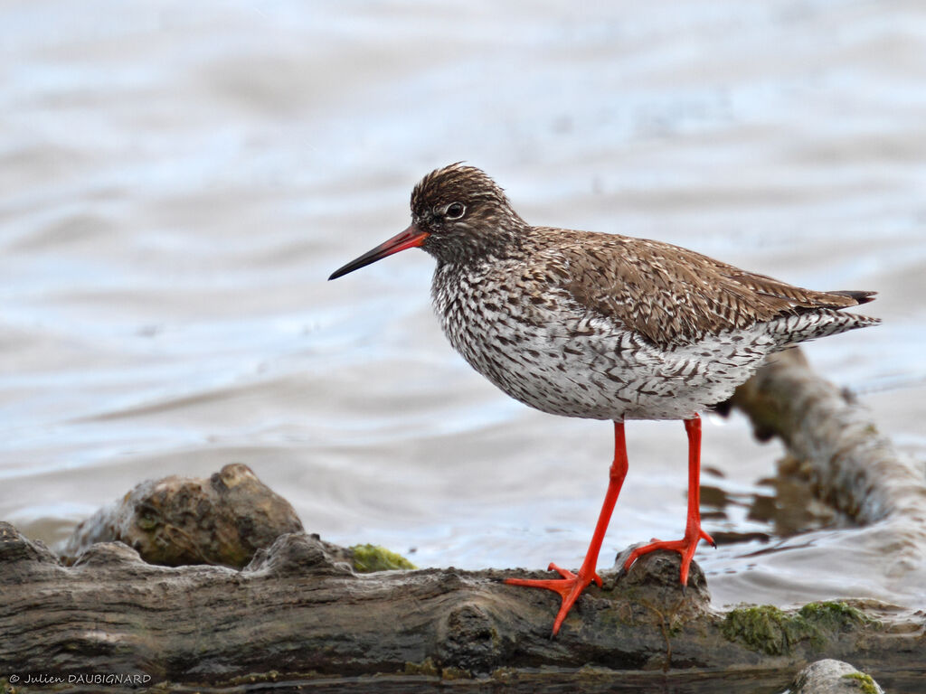 Common Redshank, identification