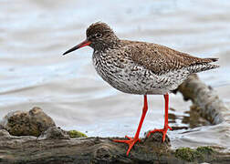 Common Redshank