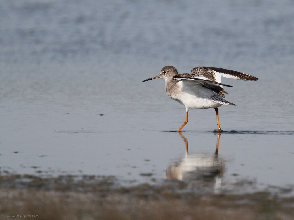 Common Redshank, identification