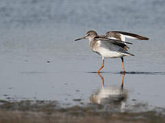 Common Redshank