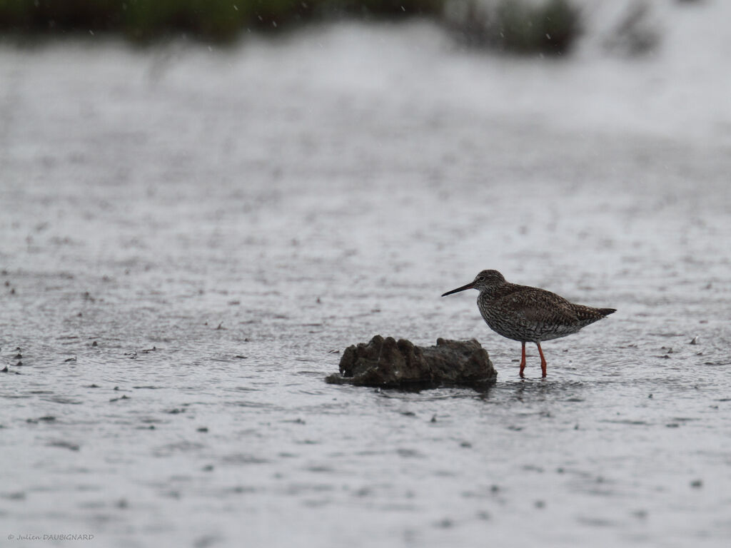 Common Redshank