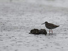 Common Redshank