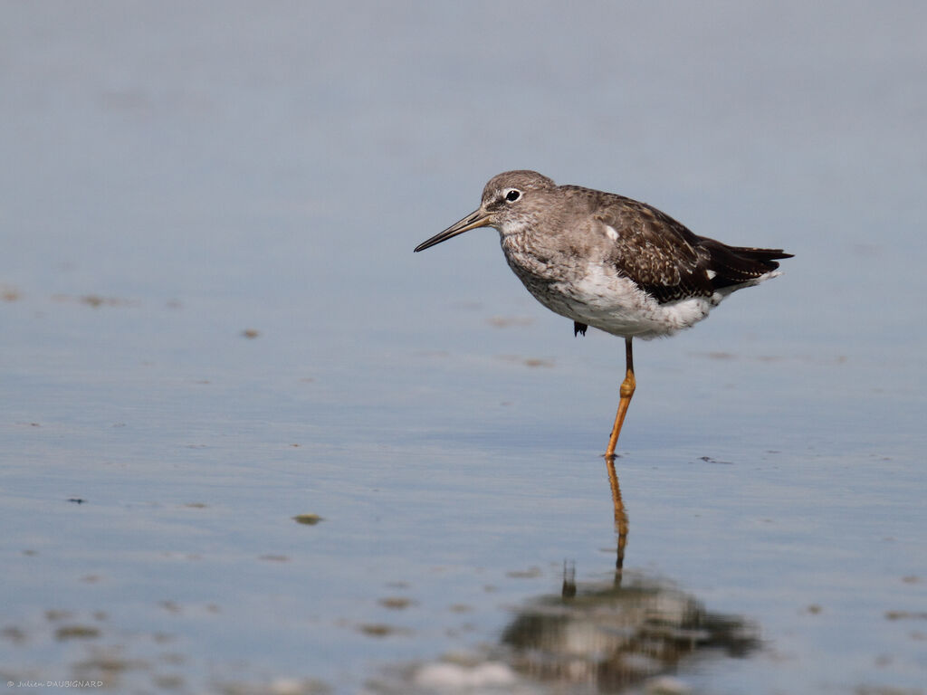 Common Redshank, identification