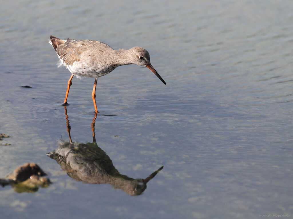 Common Redshank, identification