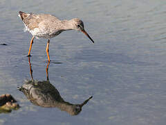 Common Redshank